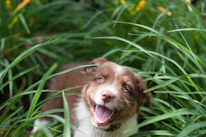 Close-up of a happy puppy playing in a lush green yard under soft sunlight.