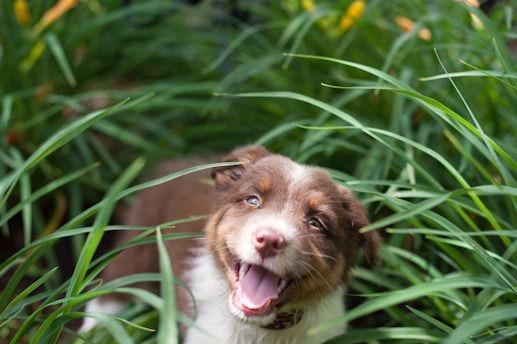 A playful Labrador puppy exploring a sunny garden with bright green grass.