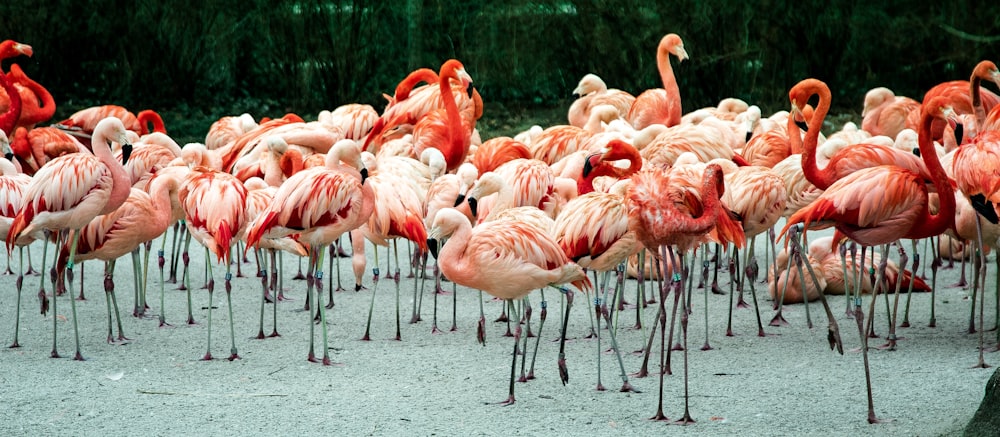 Foto di gruppo di fenicotteri