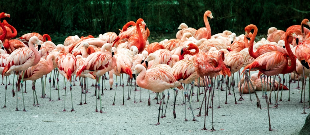 photo of group of flamingos