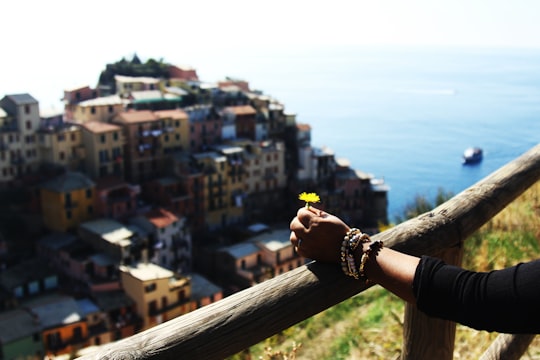 person holding yellow flower beside fence in Cinque Terre National Park Italy