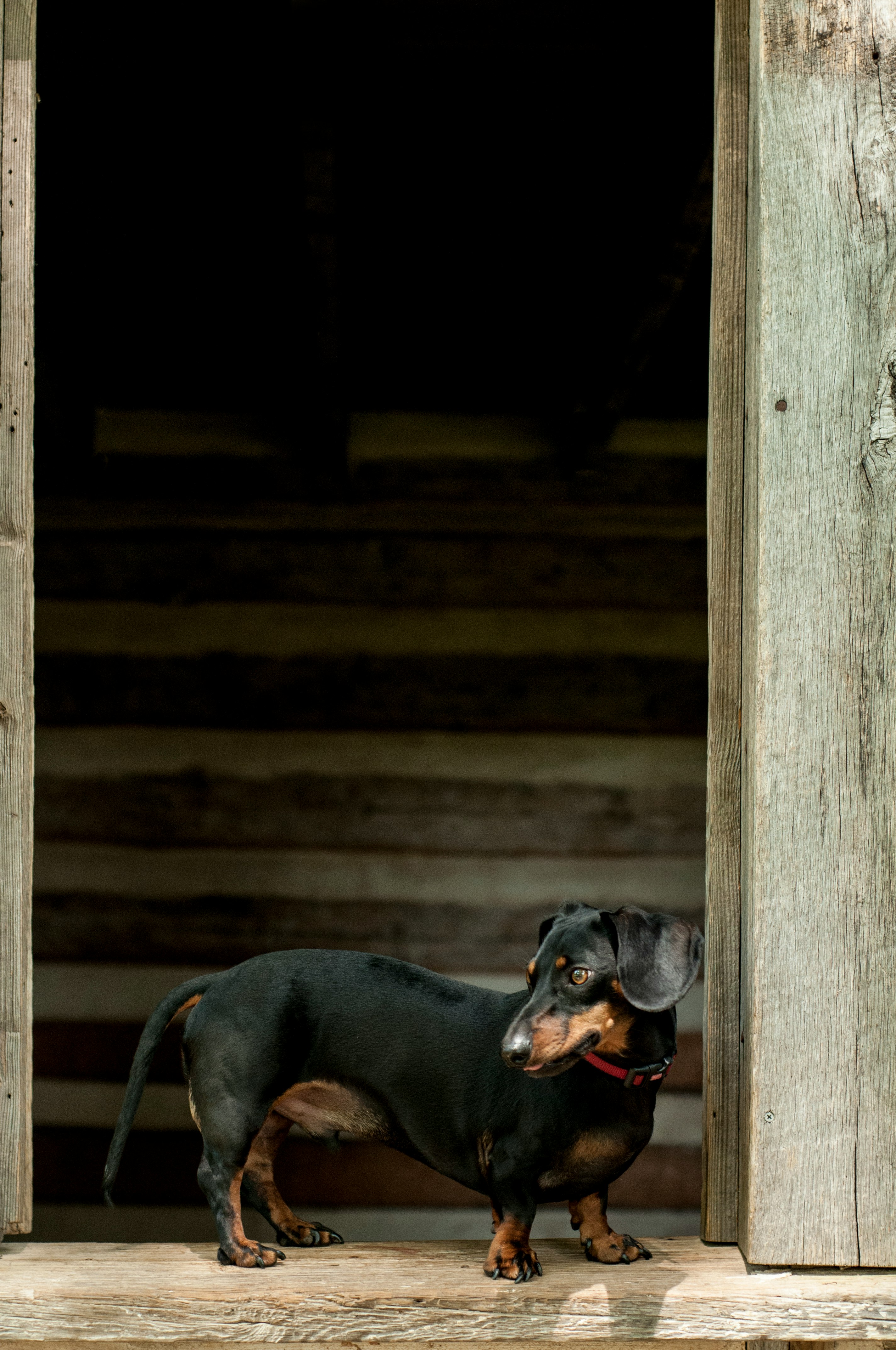 Country Life