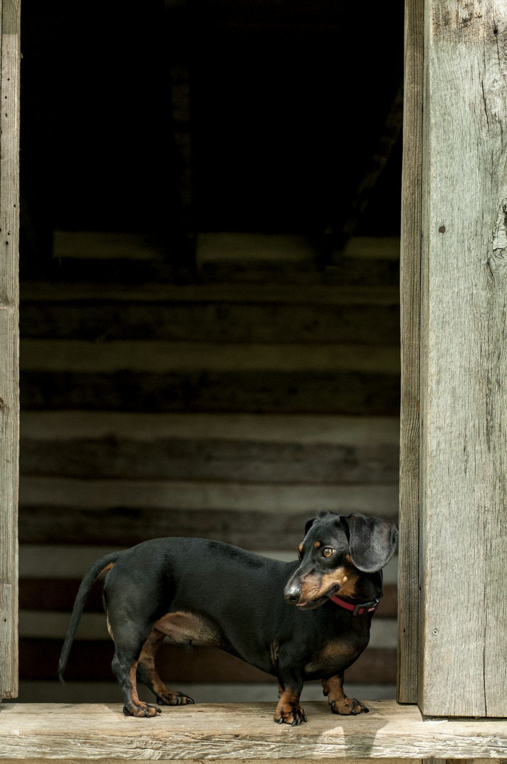 perro salchicha adulto liso negro y tostado de pie en la puerta