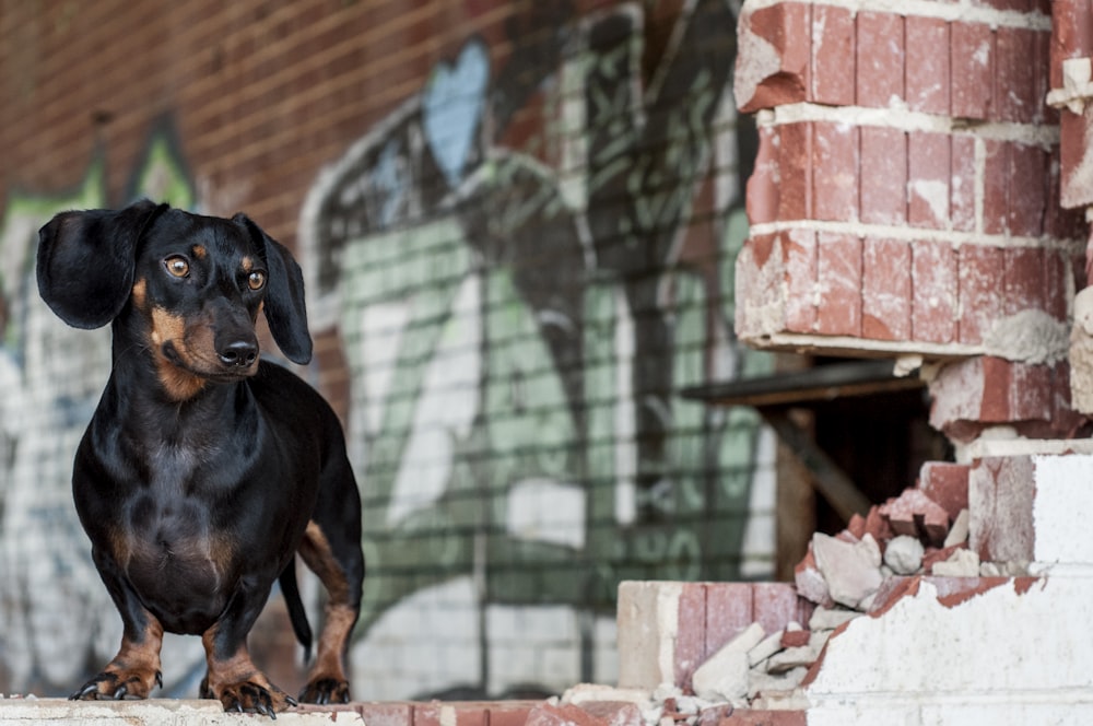 adult black and brown dachshund standing beside brick wall