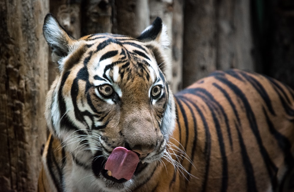 Fotografia de foco seletivo do tigre