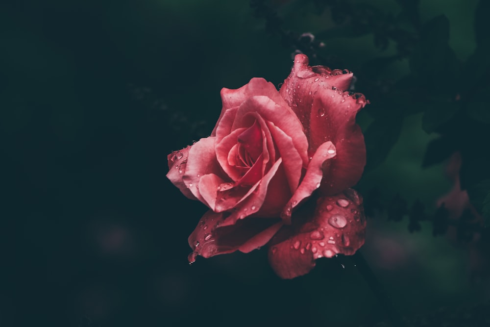 Fotografia a fuoco superficiale di rosa rossa con gocce d'acqua