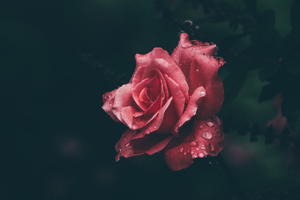 Photographie à mise au point peu profonde de rose rouge avec des gouttes d’eau