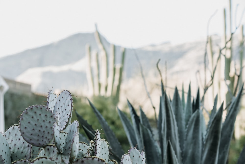 Photo de cactus vert et plante serpent