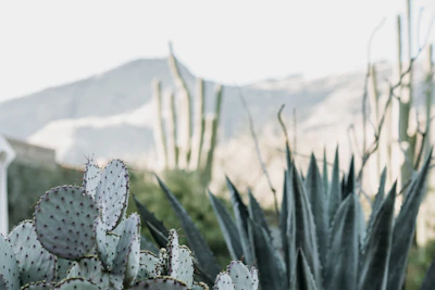 Cactus Succulent Care India Beginner Guide