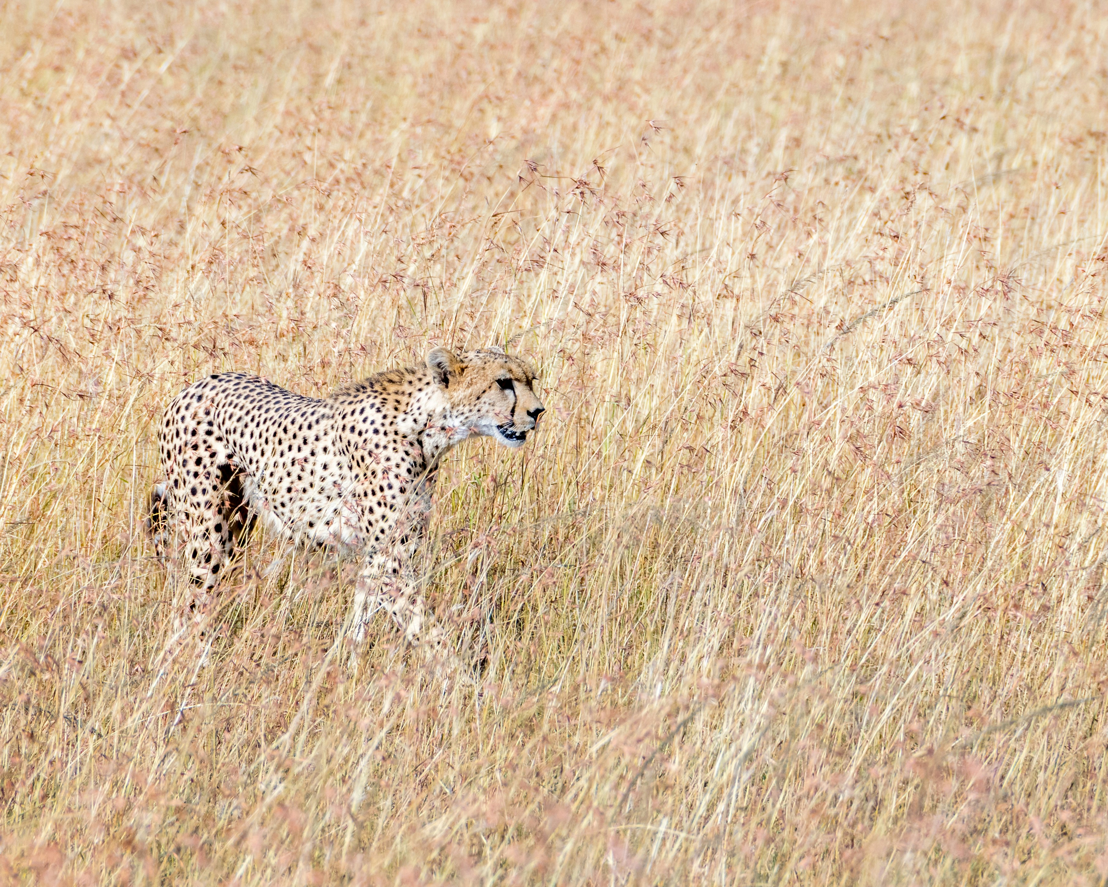 black and brown cheetah on brown grasses