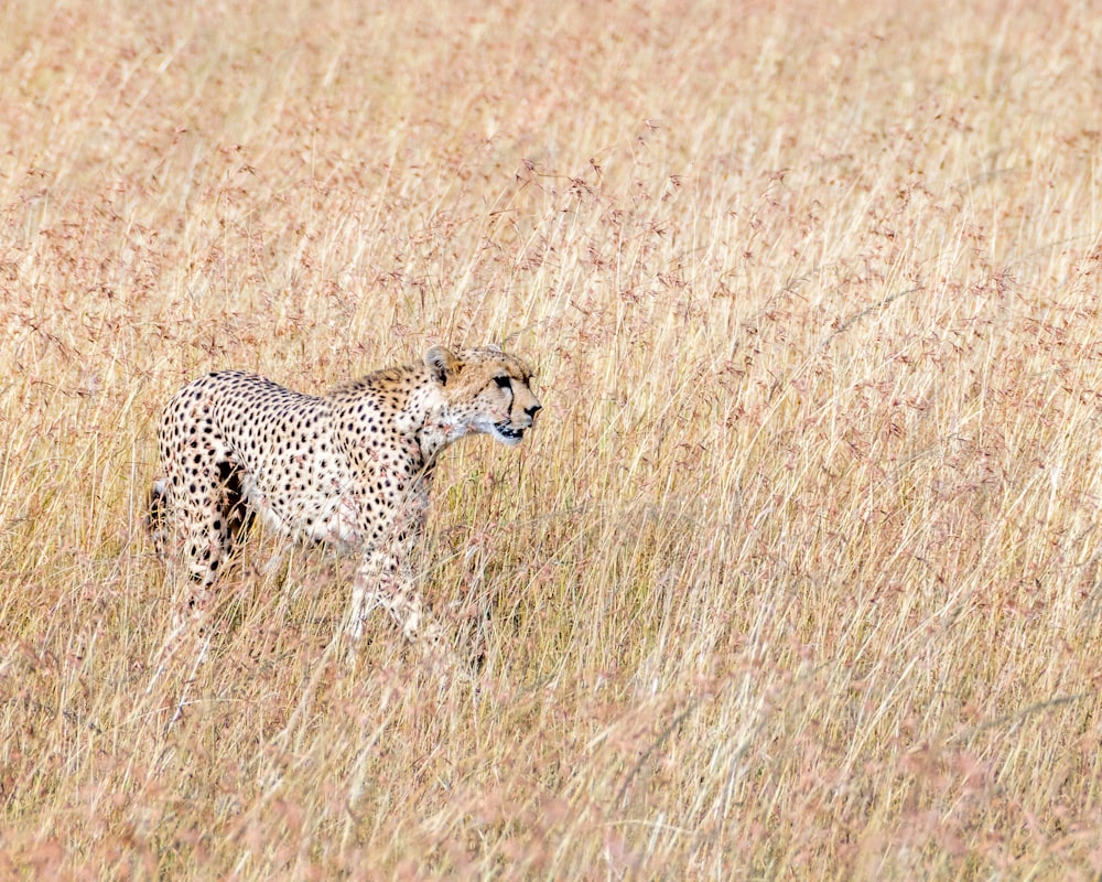 ghepardo nero e marrone su erbe marroni