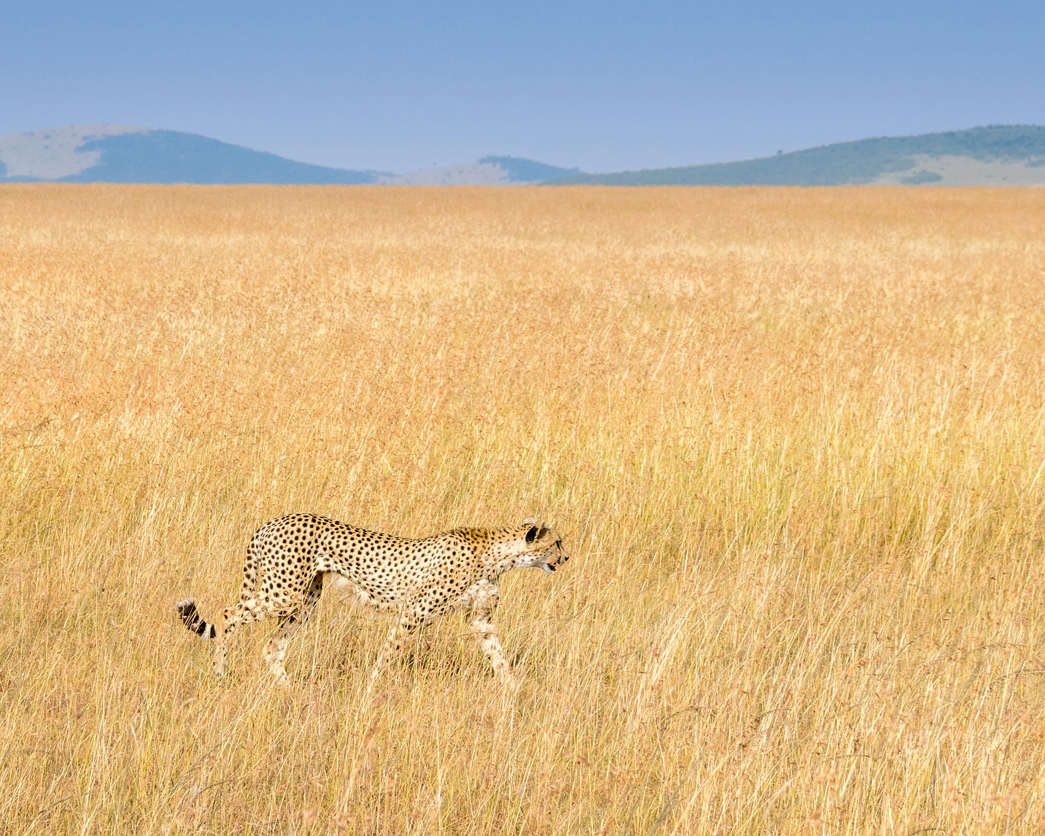 A cheetah scanning the plains.