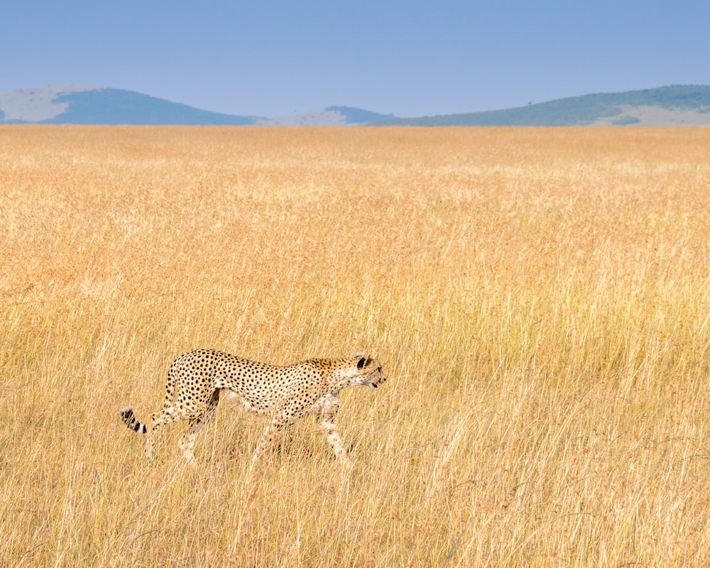 guépard marchant sur un champ brun pendant la journée