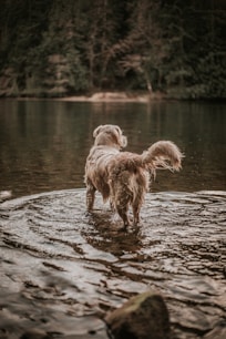 dog standing on body of water