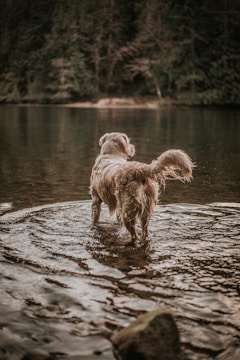A golden retriever stands in shallow water, looking towards the dense, dark forest across a calm lake. Ripples surround the dog, indicating subtle movement or the aftermath of splashing.