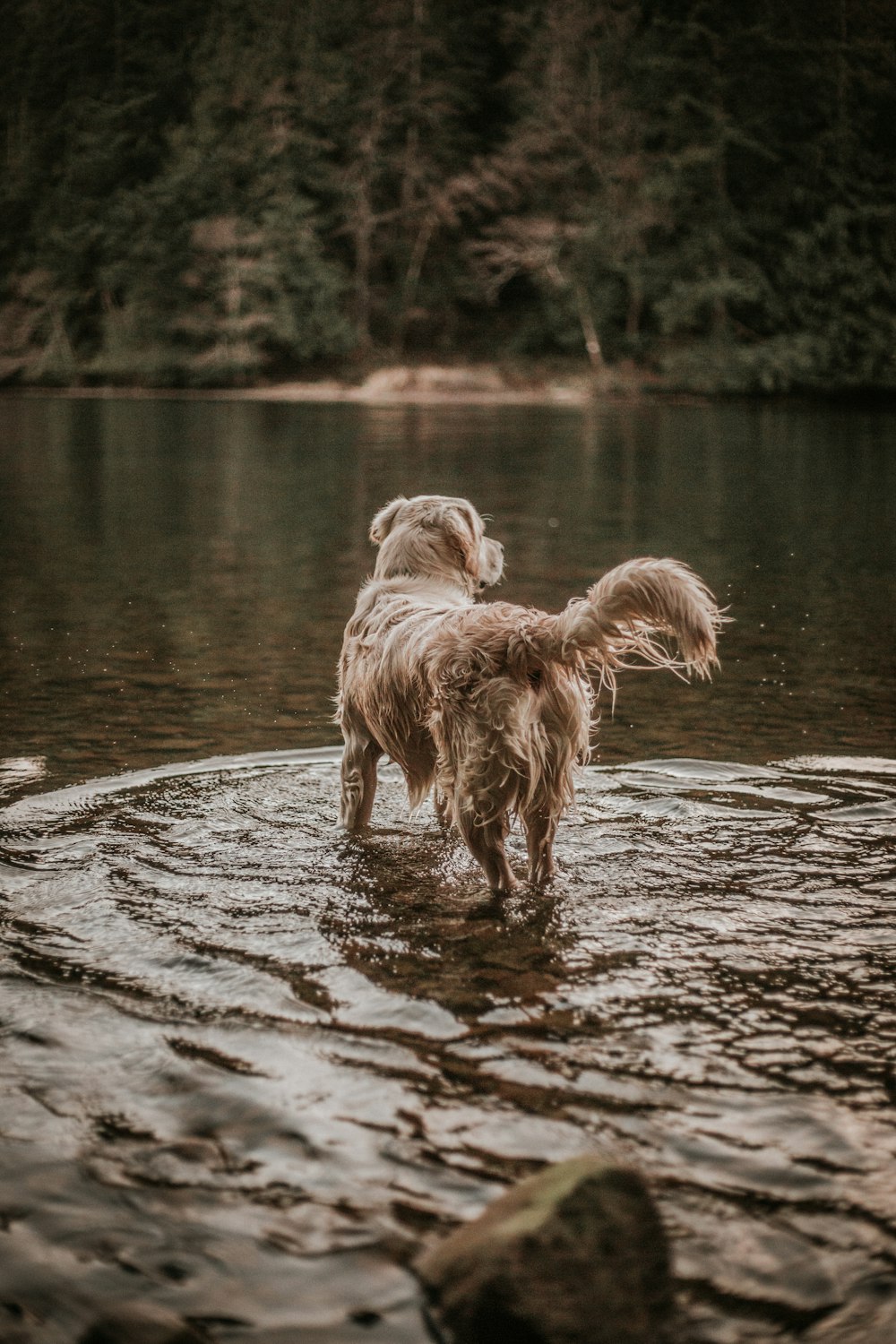 perro parado en el cuerpo de agua