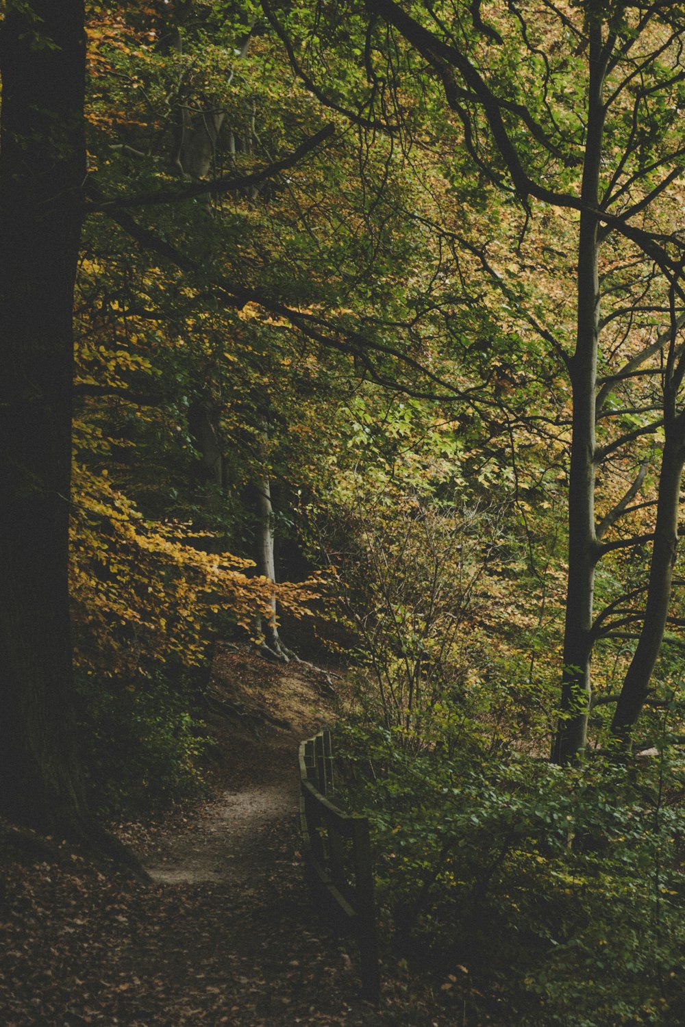 black bridge in woods at daytime