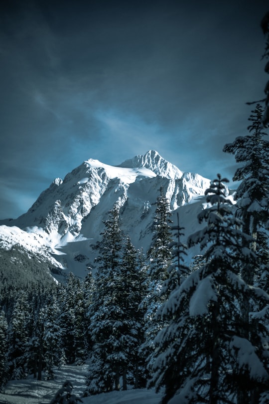 snow-covered pine trees and mountain in Mount Shuksan United States