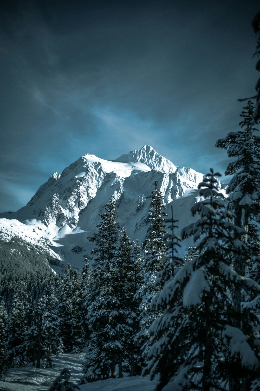 snow-covered pine trees and mountain