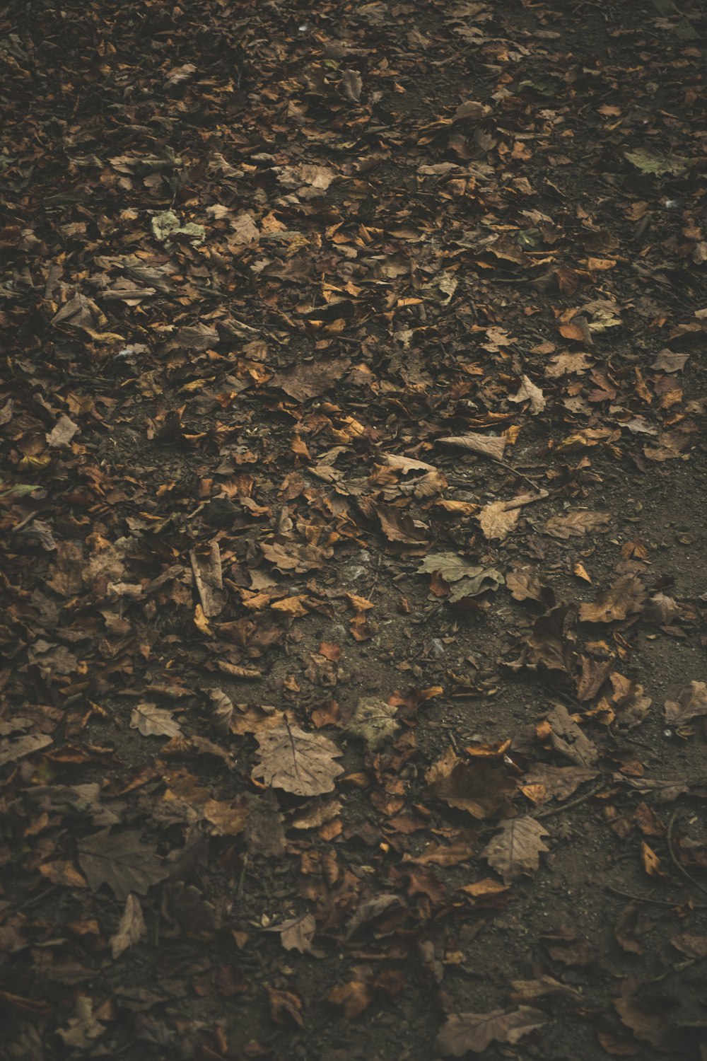 closeup photo of brown leaves on ground