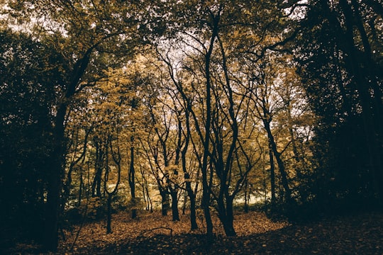 green leafed trees during daytime in Kirkstall Abbey United Kingdom