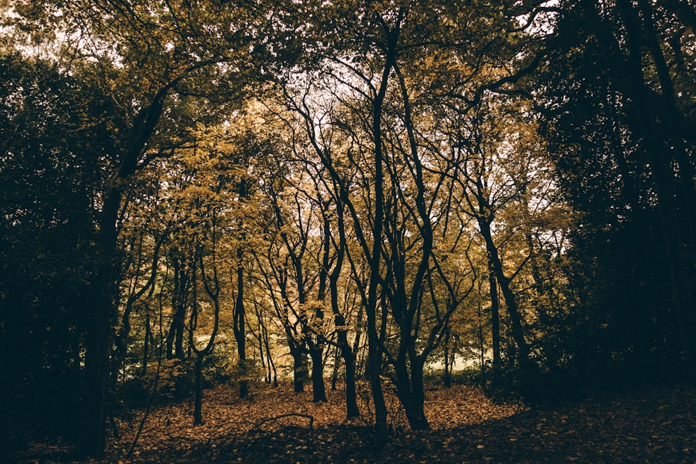 green leafed trees during daytime