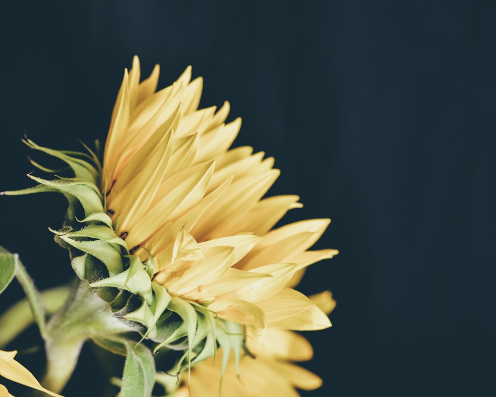 yellow sunflower in bloom