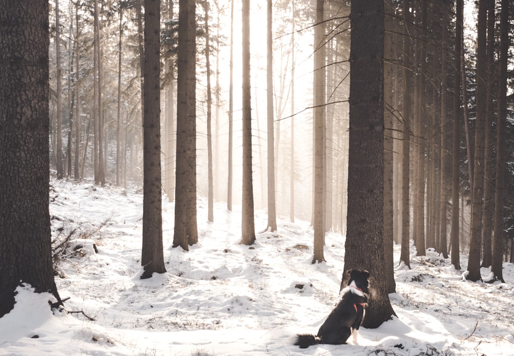 dog sitting on snow covered ground