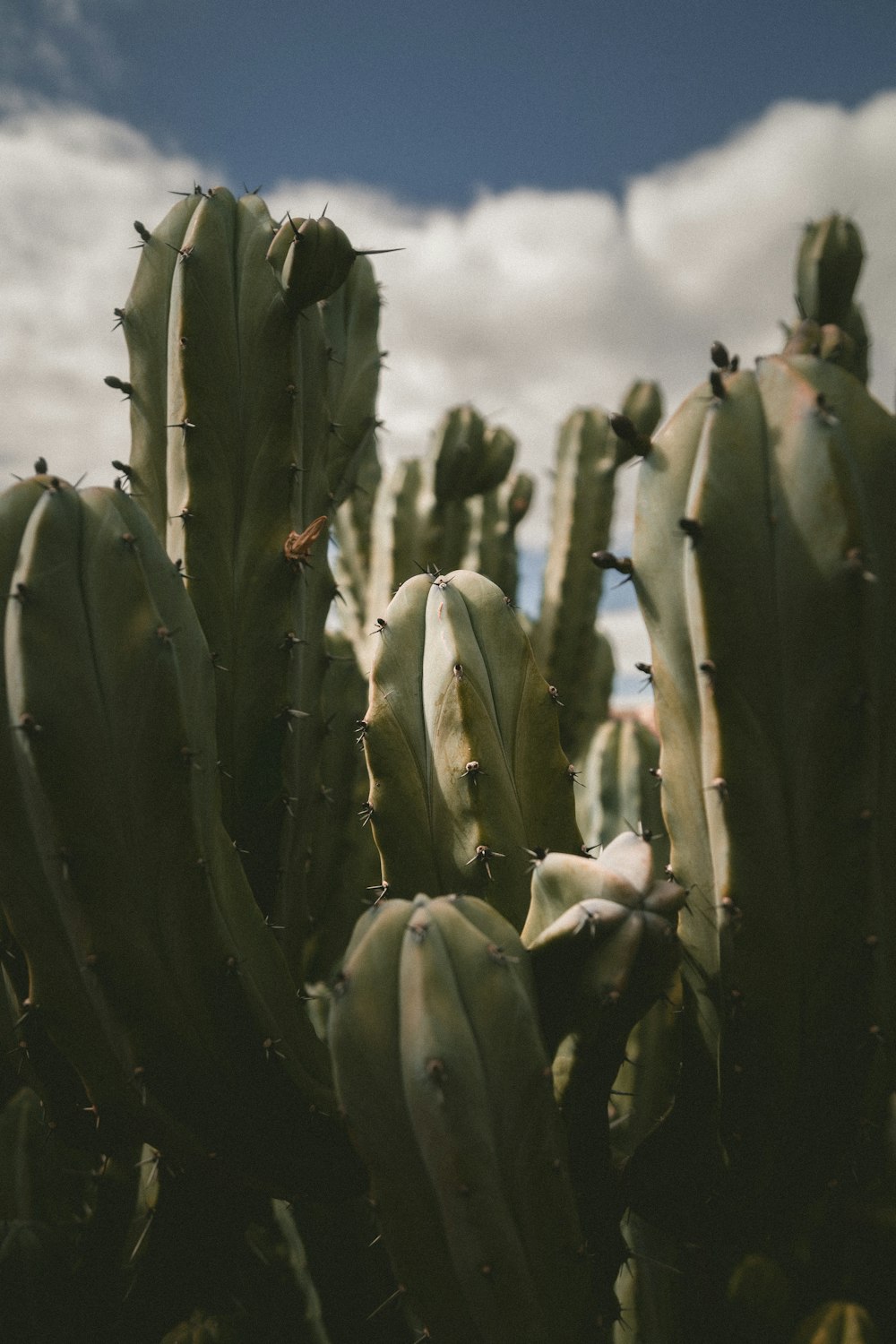 green cactus plant