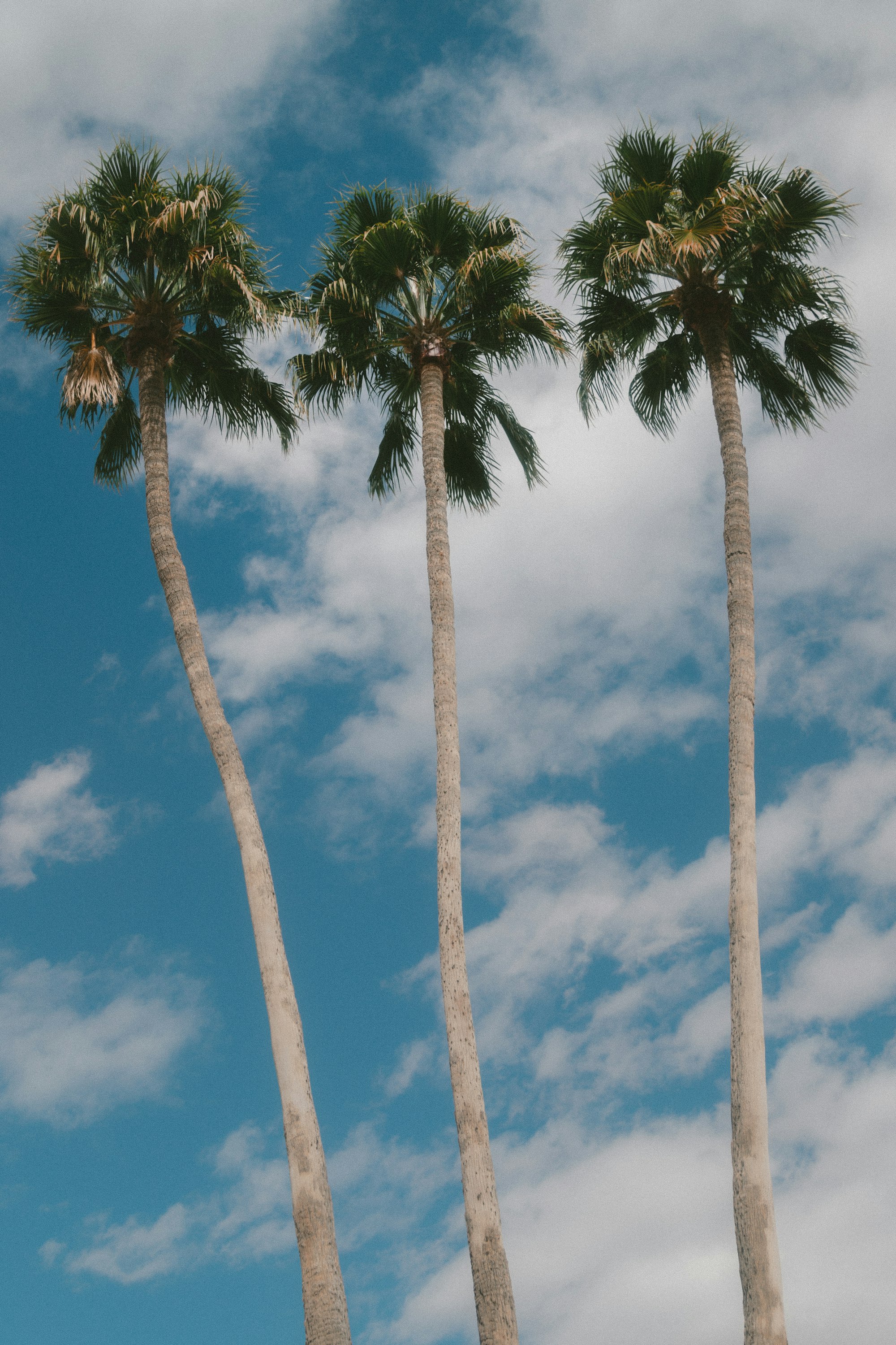 Three tall palm trees against a blue sky, symbolising the three pillars of GYNTKT.