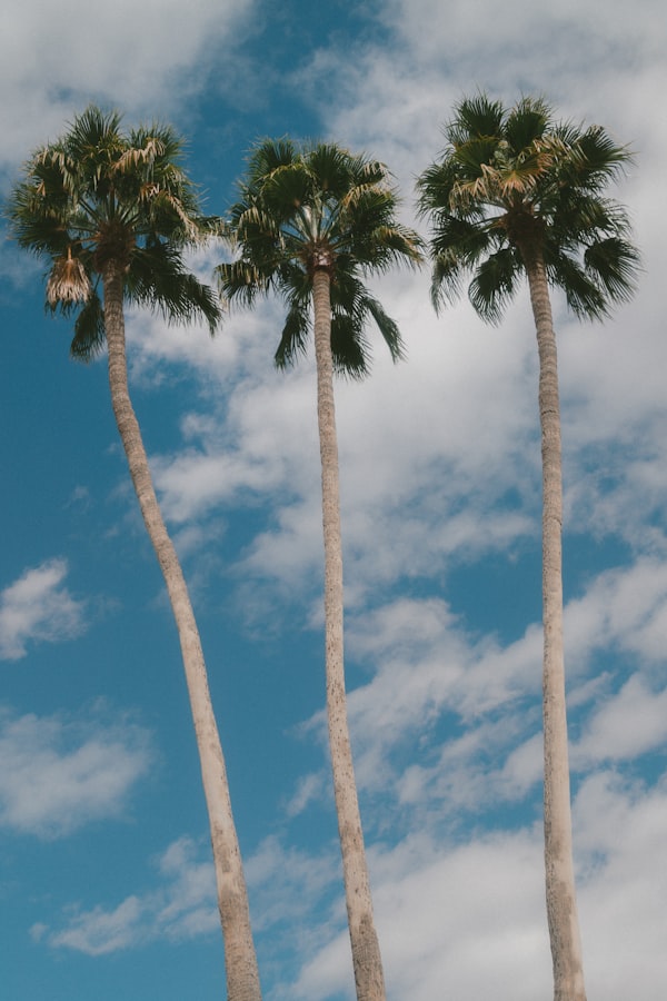 Three tall palm trees against a blue sky, symbolising the three pillars of GYNTKT.