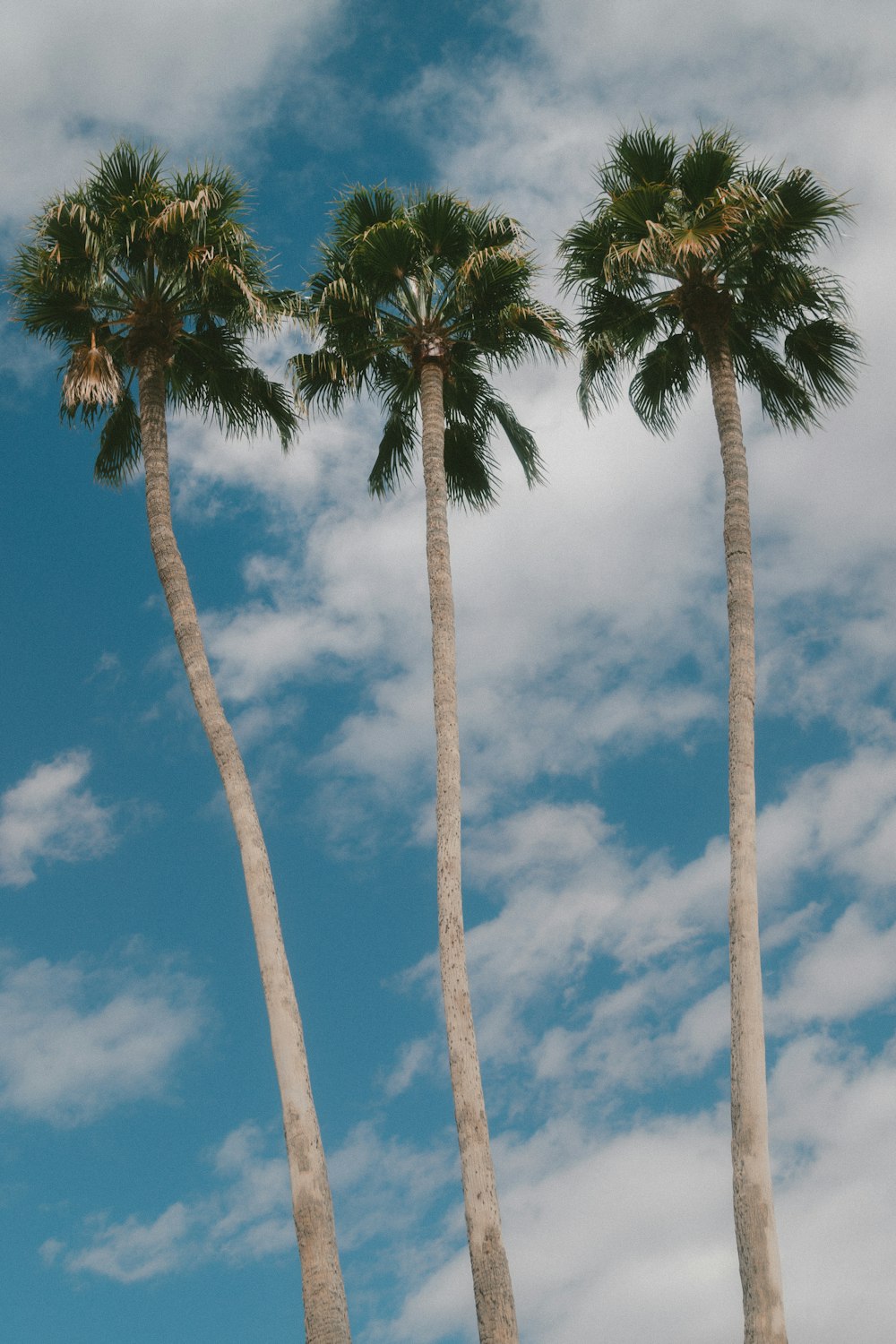 three palm trees