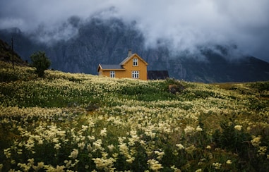 bed of yellow petaled flowewr