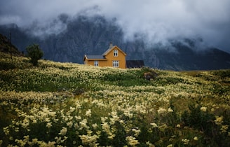 bed of yellow petaled flowewr