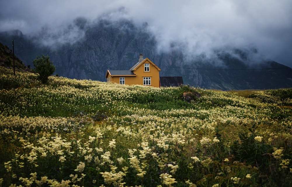 bed of yellow petaled flowewr