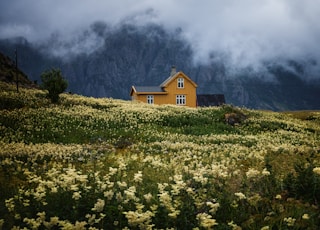 bed of yellow petaled flowewr