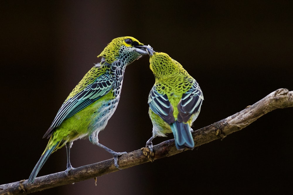 green and blue bird kissing each other