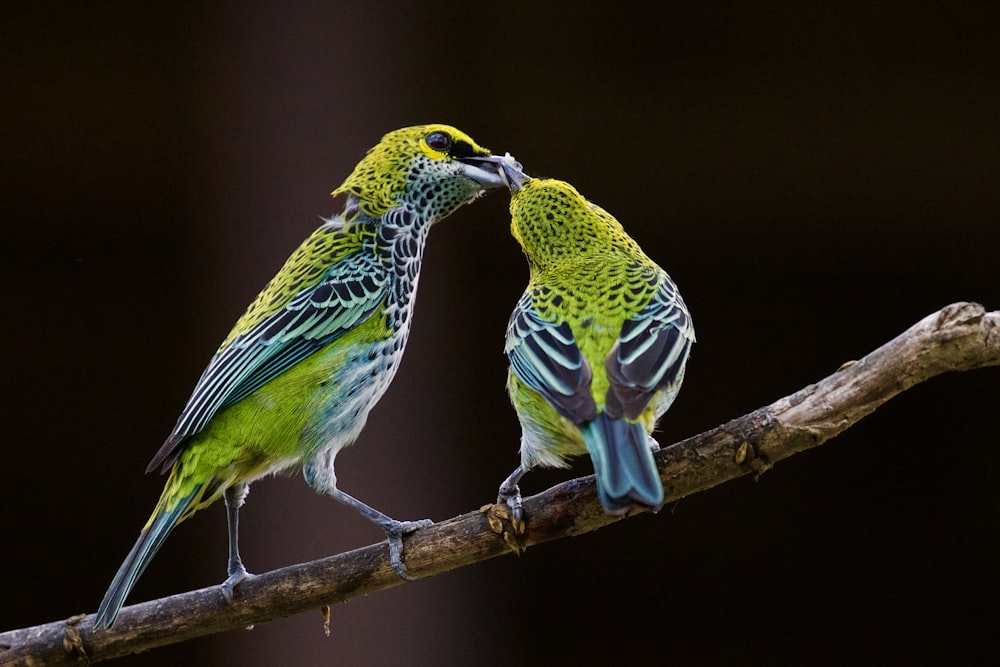 pájaro verde y azul besándose