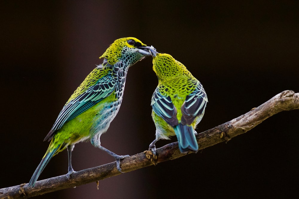 green and blue bird kissing each other