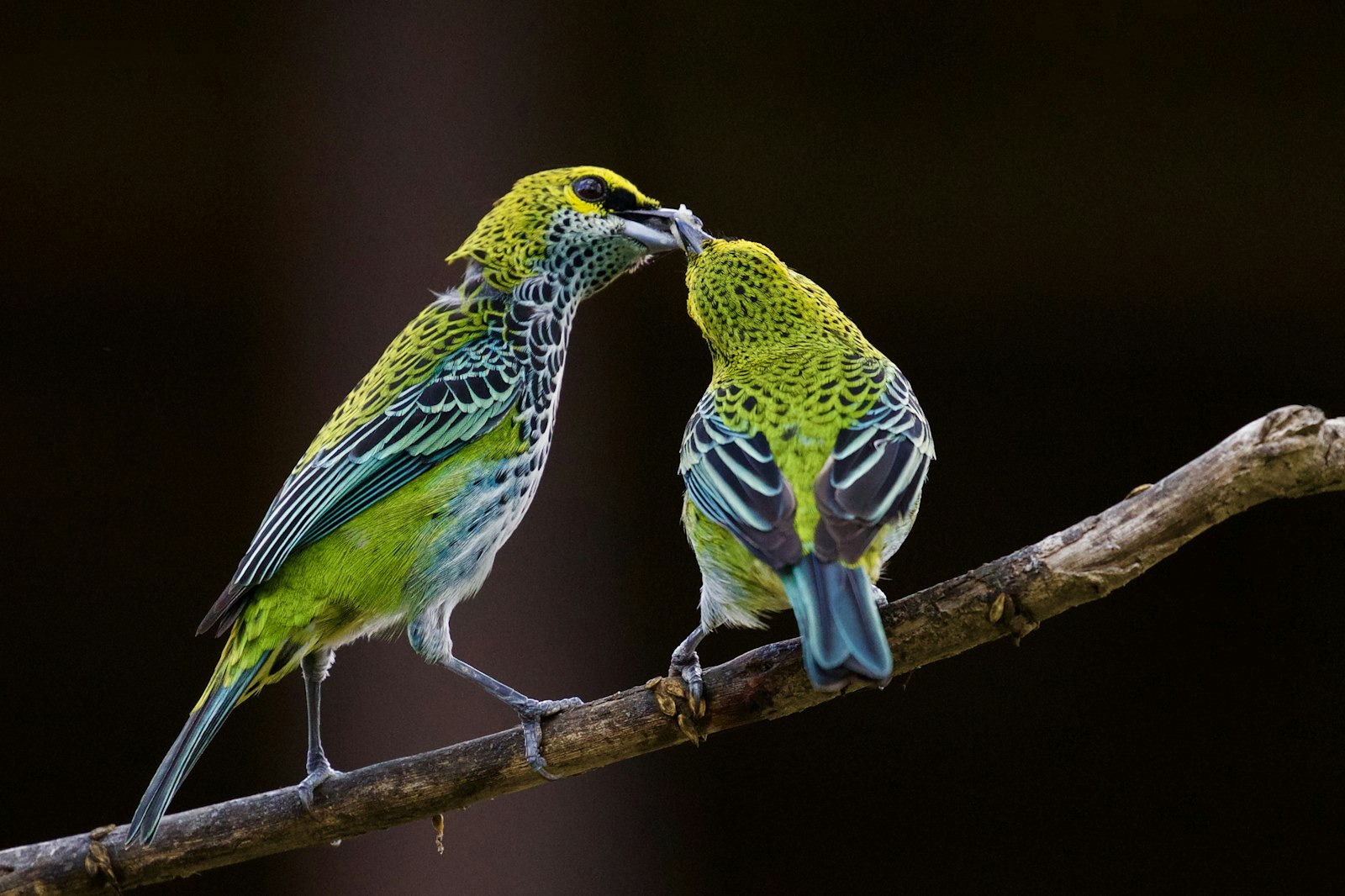 Canon EOS-1D X + Canon EF 100-400mm F4.5-5.6L IS II USM sample photo. Green and blue bird photography