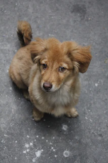 A happy medium-sized dog with floppy ears sitting attentively by a volunteer.