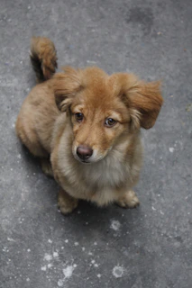 A happy medium-sized dog with floppy ears sitting attentively by a volunteer.