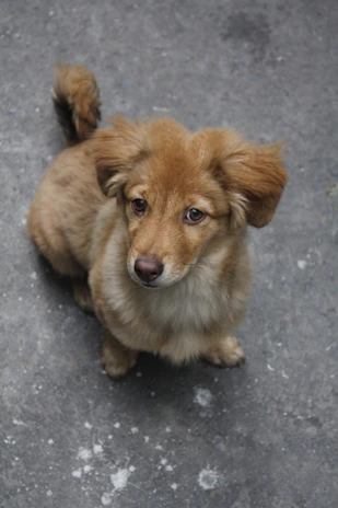 A small brown dog with floppy ears sitting on an orange blanket.