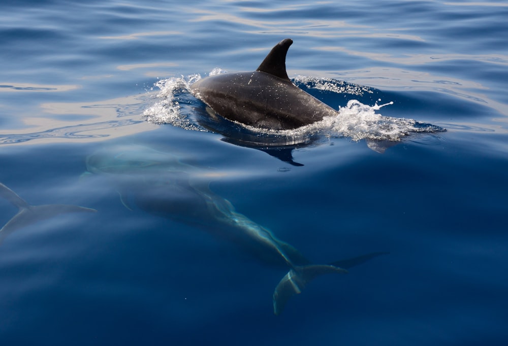 Tiburón bajo el agua