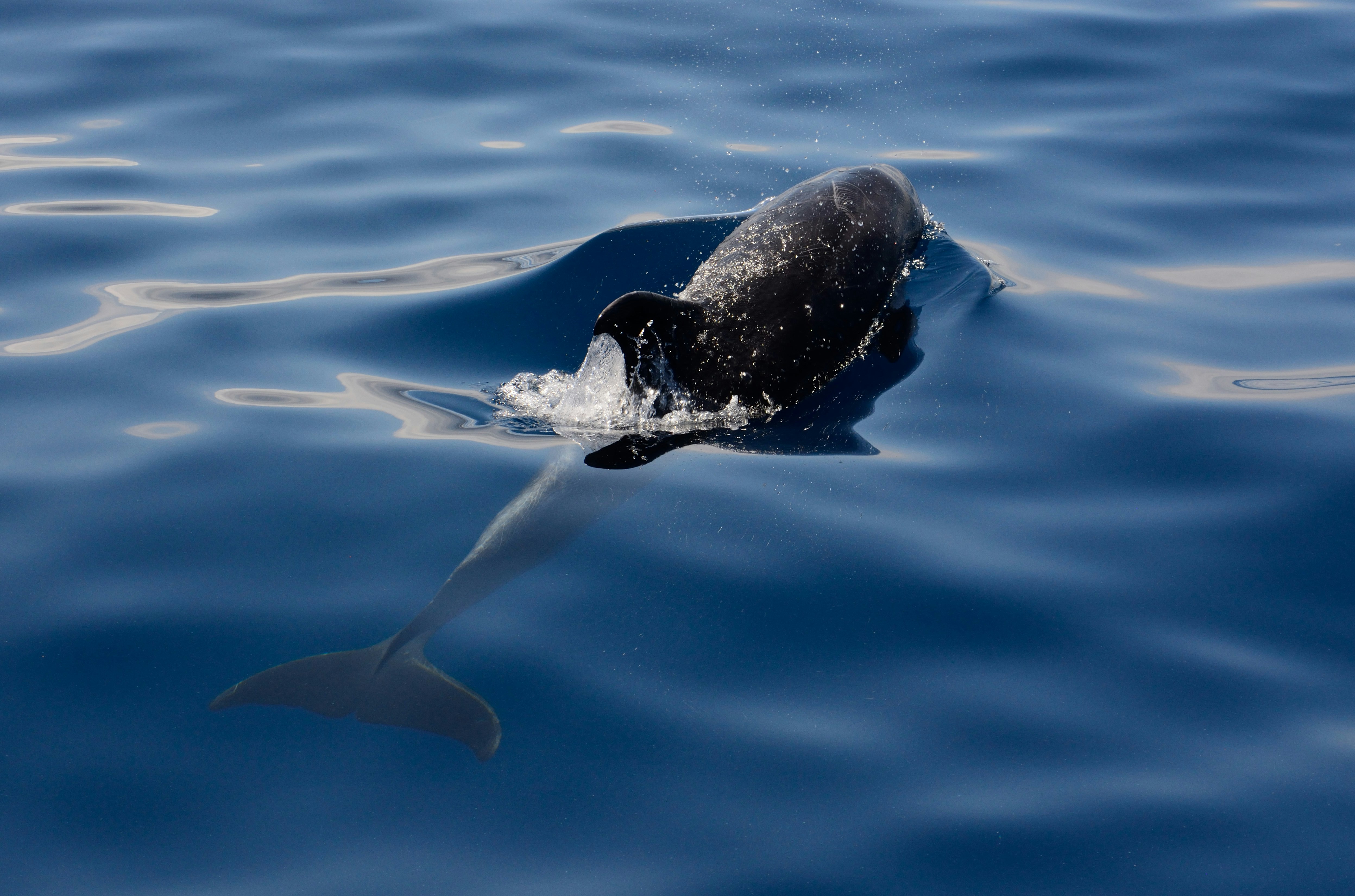 black dolphin on body of water