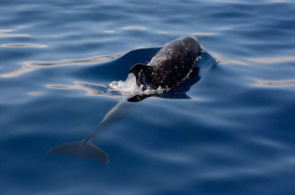 black dolphin on body of water