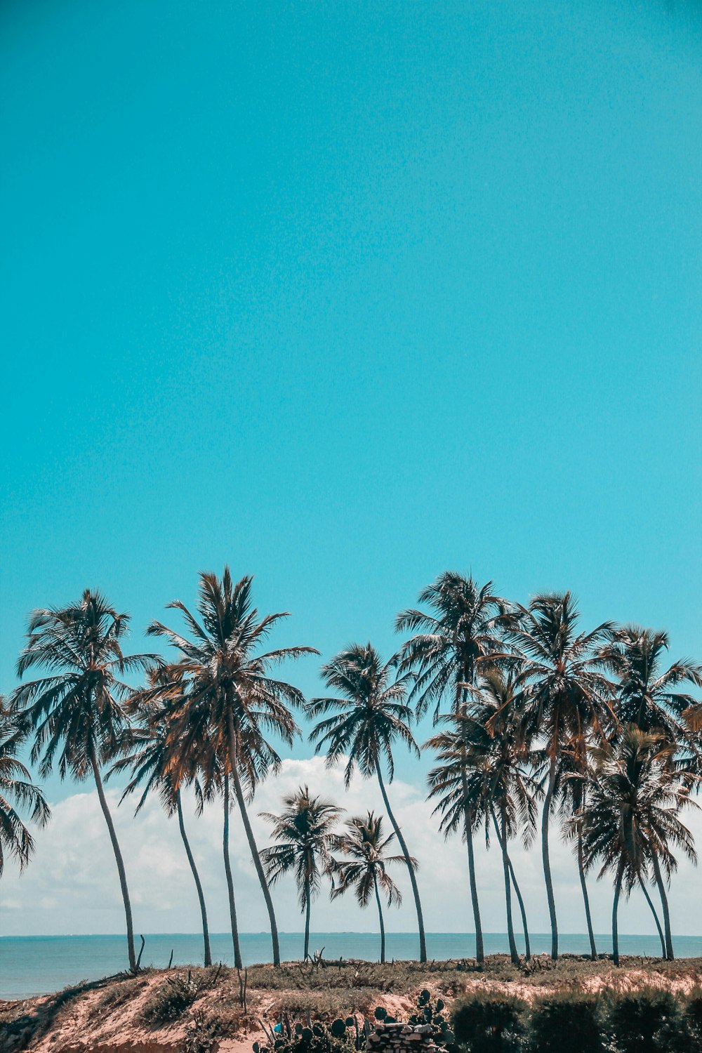 fotografia di paesaggio di palme vicino al mare