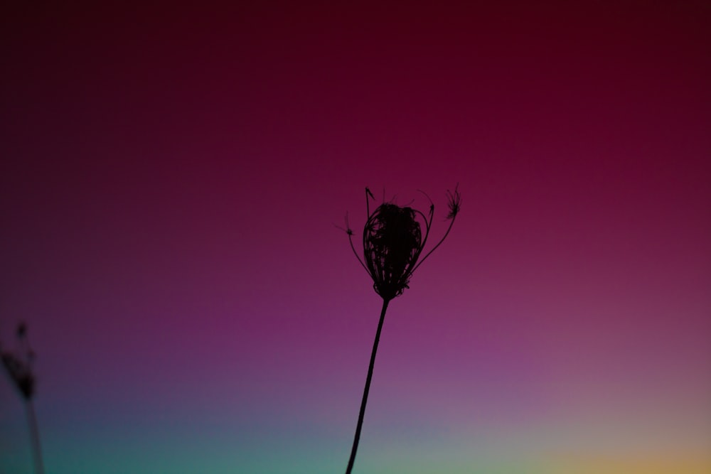 silhouette photo of petaled flower