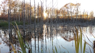A serene swamp scene with canoes gliding past tall reeds and reflections of trees on still water.