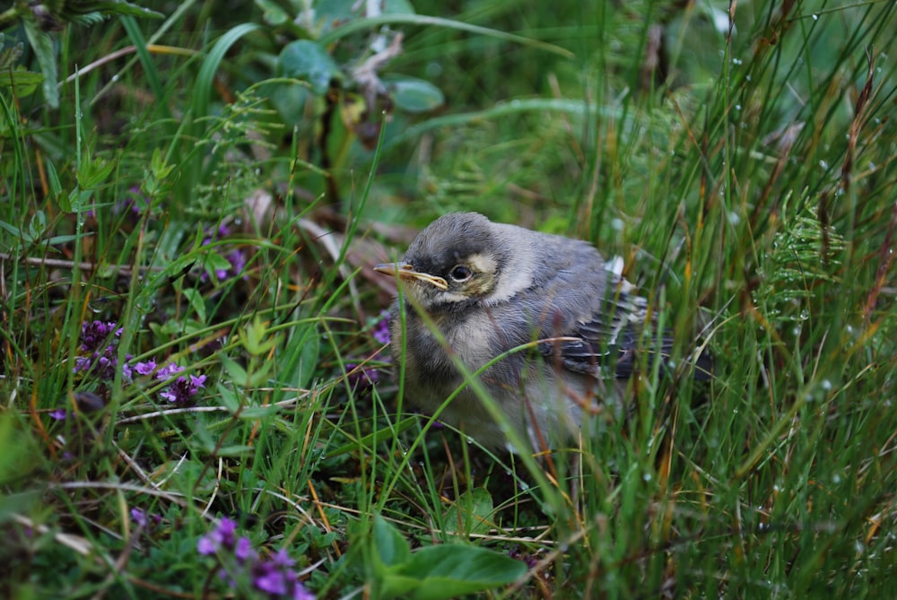 gray bird surrounded by green grass at daytime